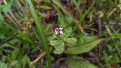 Phyla nodiflora