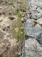 Erigeron canadensis