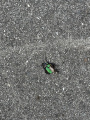 Carabidae