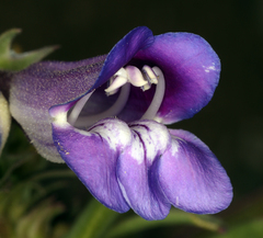 Penstemon speciosus