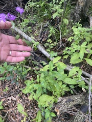 Vernonia missurica