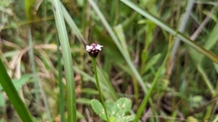 Phyla nodiflora