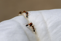 Solenopsis xyloni