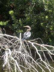 Anhinga anhinga