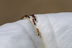 Solenopsis xyloni