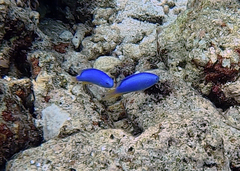 Pomacentrus coelestis