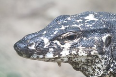 Varanus palawanensis