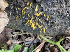 Calocera cornea