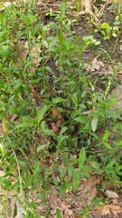 Polygonum