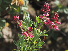 Indigofera cuneifolia