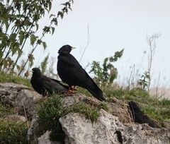 Pyrrhocorax graculus