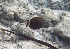 Acanthurus