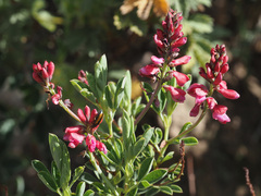Indigofera cuneifolia