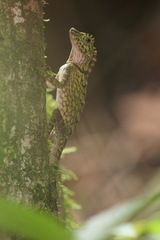 Gonocephalus bornensis