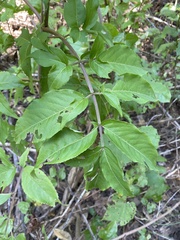 Sambucus canadensis