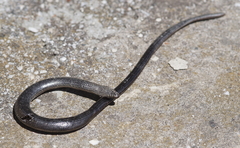 Anguis fragilis