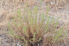Artemisia campestris