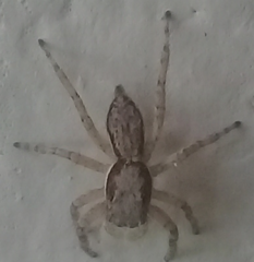 Menemerus bivittatus