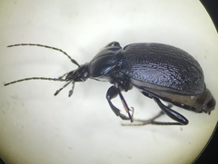 Sphaeroderus stenostomus