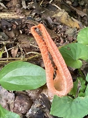 Pseudocolus fusiformis