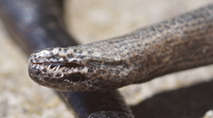 Anguis fragilis