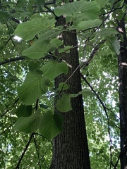 Tilia americana