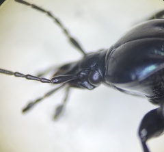 Sphaeroderus stenostomus