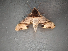 Amplypterus panopus