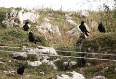 Pyrrhocorax graculus