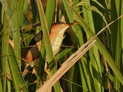 Ixobrychus exilis