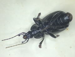 Sphaeroderus stenostomus