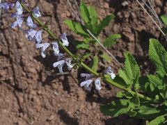 Salvia repens