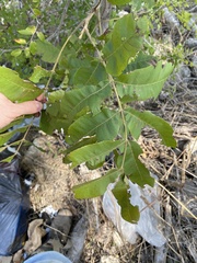 Juglans major
