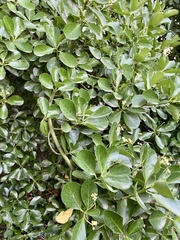 Euonymus