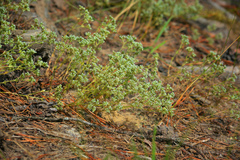 Scleranthus perennis