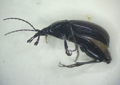 Sphaeroderus stenostomus