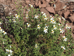 Jamesbrittenia filicaulis
