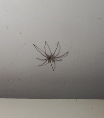 Heteropoda venatoria