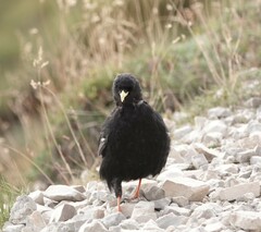 Pyrrhocorax graculus