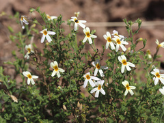 Jamesbrittenia filicaulis