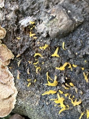 Calocera cornea