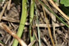 Chorthippus biguttulus