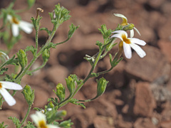 Jamesbrittenia filicaulis