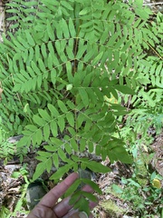 Osmunda spectabilis