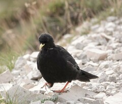 Pyrrhocorax graculus