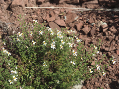 Jamesbrittenia filicaulis