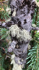 Usnea hirta