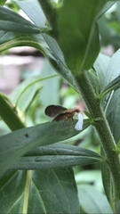 Eutreta noveboracensis