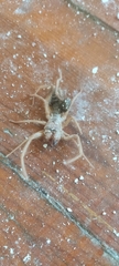 Eremobatidae