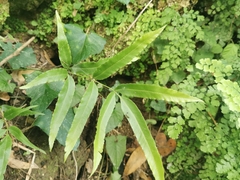 Pteris cretica